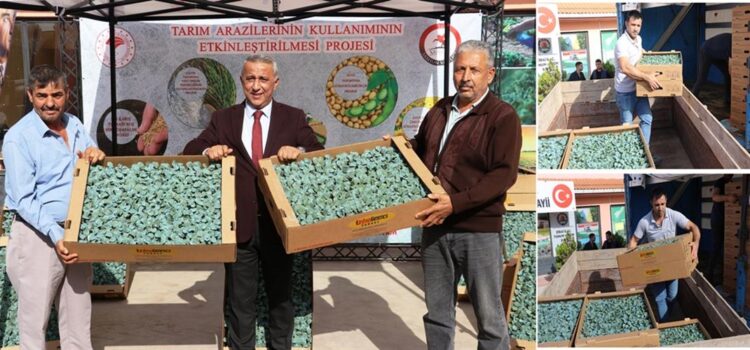 Bafra’da Çeltik Üreticilerine Brokoli Fidesi Dağıtıldı