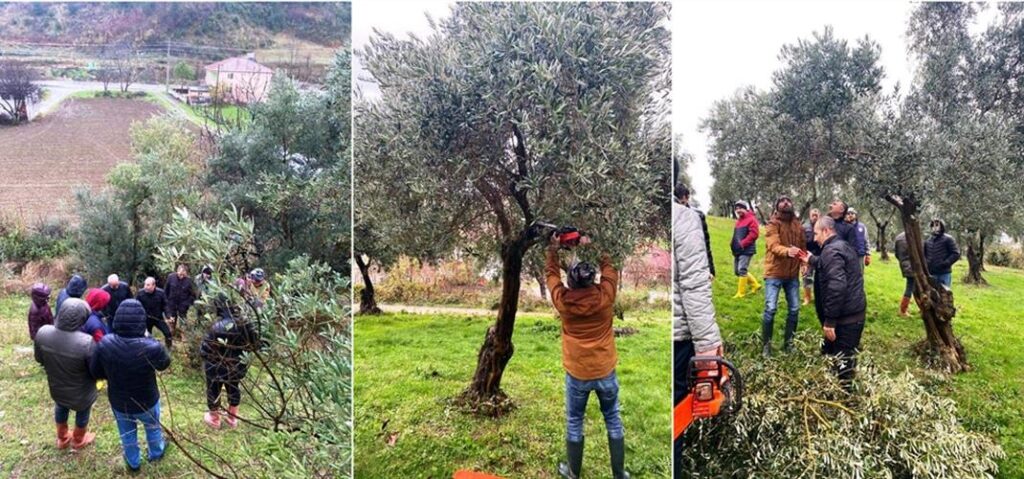 Yakakent’te Zeytin Yetiştiriciliğini Geliştirme Projesi