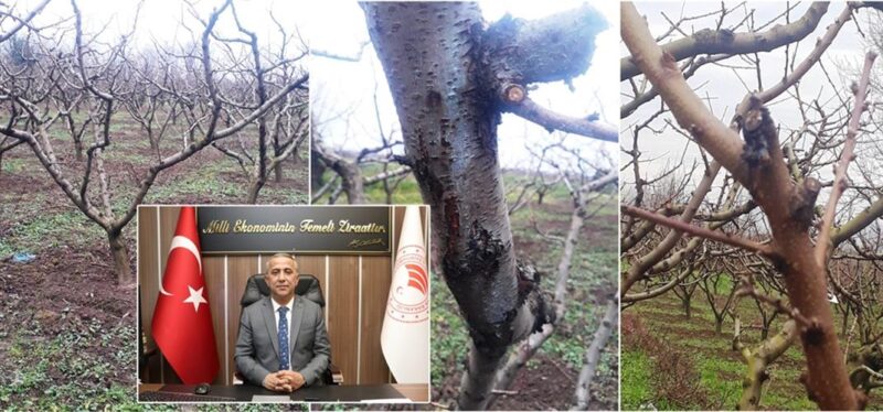 Sert Çekirdekli Meyve Ağaçlarının Bakımı