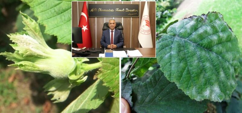 Fındıkta Külleme Hastalığına Dikkat!