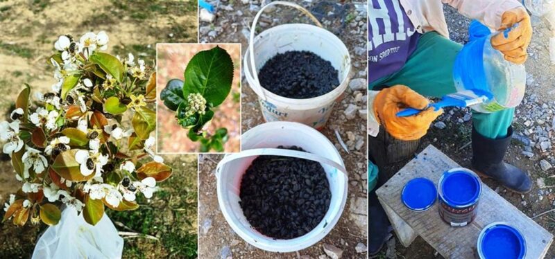 Baklazınnı Zararlısına Karşı Biyoteknik Mücadele Uyarısı