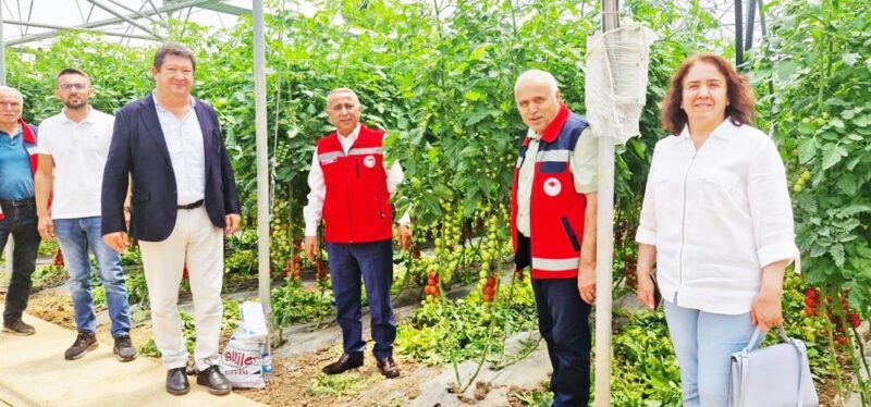 En Büyük Sebze Serasında Sezonun İlk Domates Hasadı Yapıldı