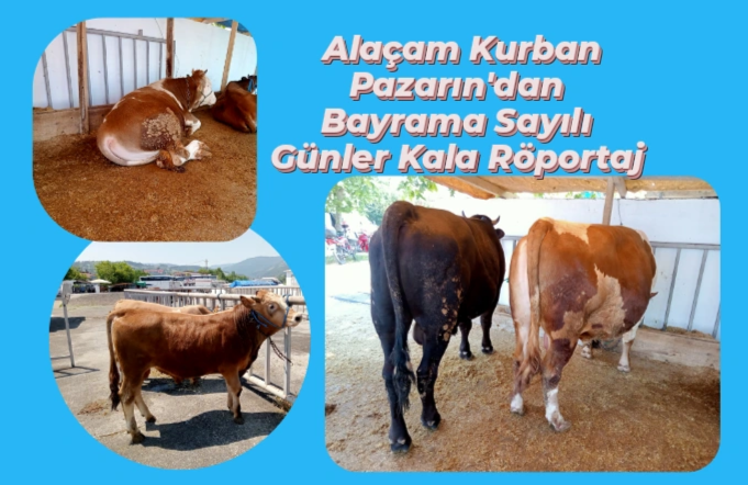 Alaçam Kurban Pazarın’dan Bayrama Sayılı Günler Kala Röportaj 