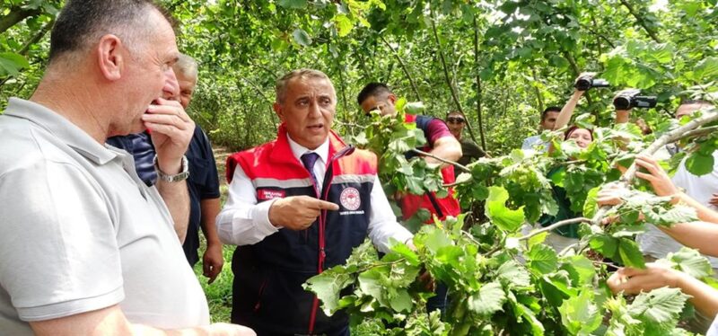 2024 Yılı Fındık Rekolte Tahmini Hız Kesmeden Devam Ediyor