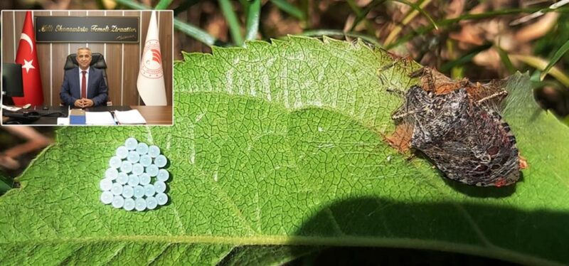 Kahverengi Kokarca İle Mücadele Devam Ediyor
