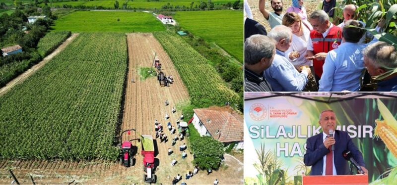 Bafra İlçemizde Slajlık Mısır Hasadı Etkinliği Yapıldı