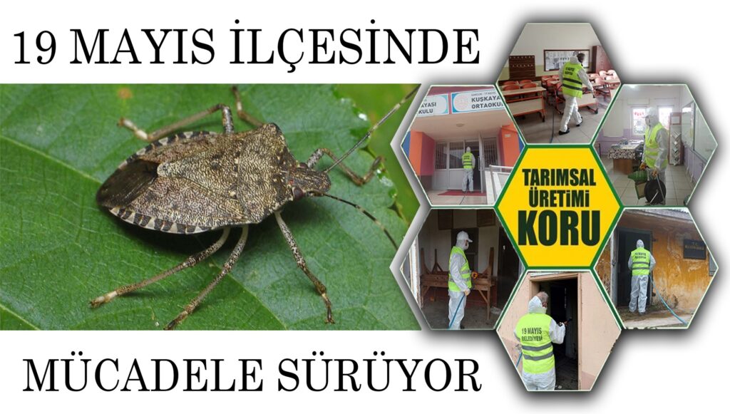 Kahverengi Kokarca İle Mücadeleye Devam!