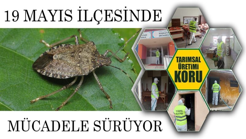 Kahverengi Kokarca İle Mücadeleye Devam!