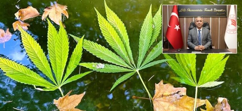 2025 Yılı Kenevir Üretimi 1 Ocak 2025 Tarihinde Başladı