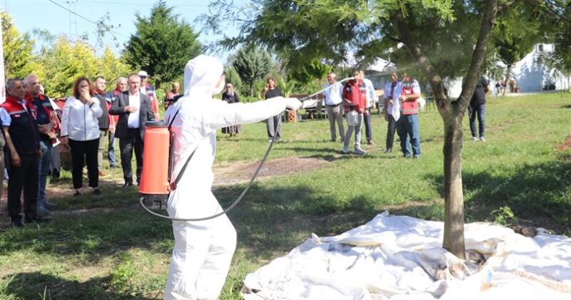 Kahverengi Kokarcada Cezbet-Öldür Yöntemi İle Mücadele