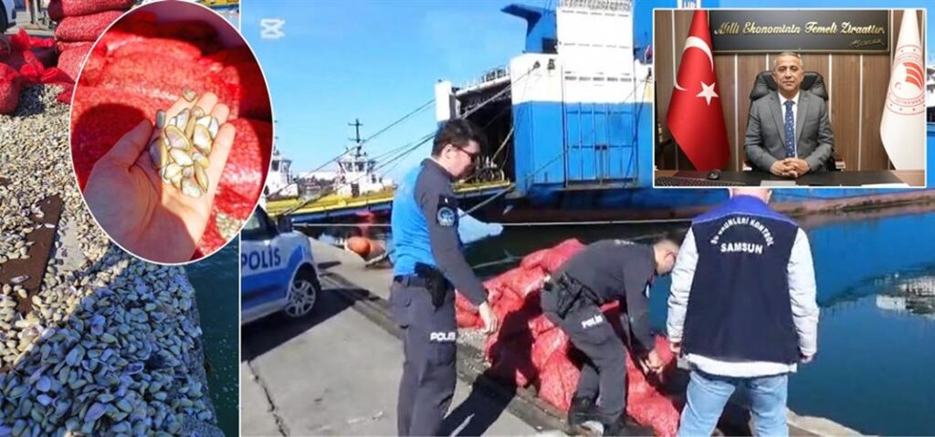 Yasadışı Midye Avına Geçit Yok!