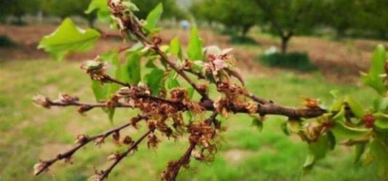 Sağlam Çiçek Monilyası Hastalığı ve Mücadele Yöntemleri Hakkında Açıklama