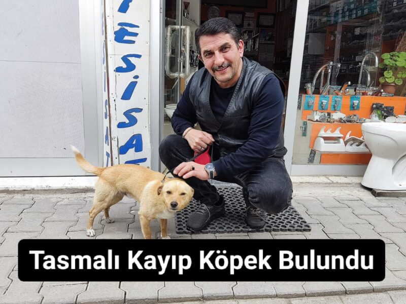 Tasmalı Kayıp Köpek Bulundu