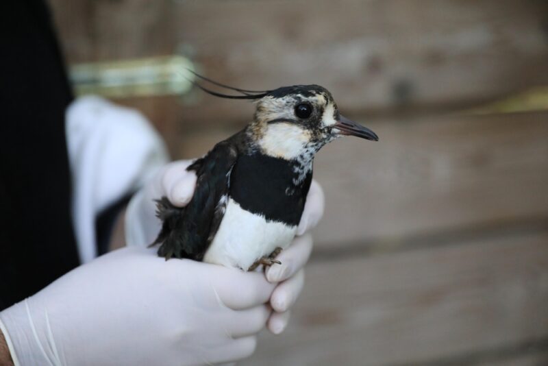 BÜYÜKŞEHİR İLE ÖNCE SAĞLIĞINA SONRA ÖZGÜRLÜĞÜNE KAVUŞTU