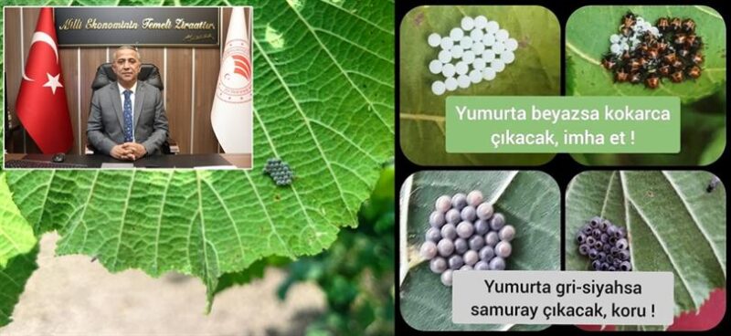 Samsun’da İlaçlama Dönemi Başladı, Faydalı Böcekler Korunmalı