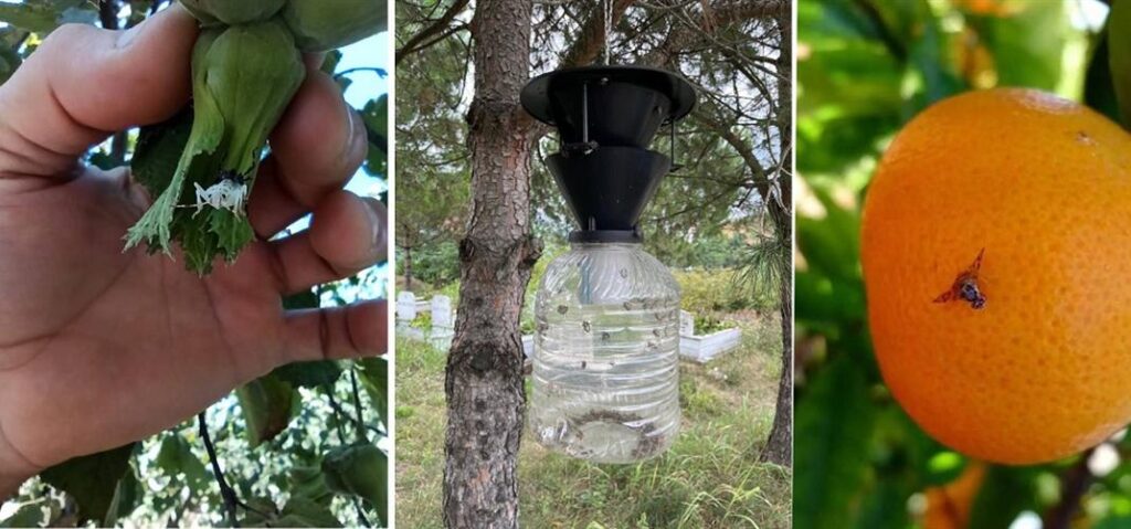 Kahverengi Kokarca Mücadelesinde Kışlak Girişlerinde Mücadeleye Devam Ediyoruz