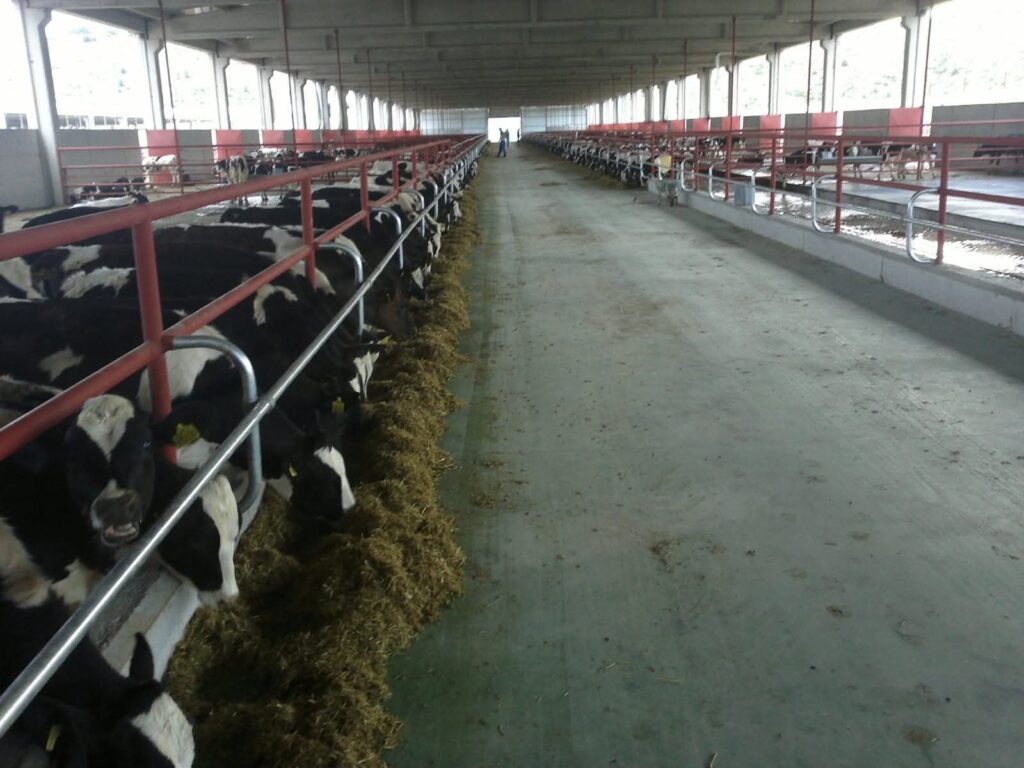 Bafra’da Süt Hayvancılığı Yatırımları Masaya Yatırıldı