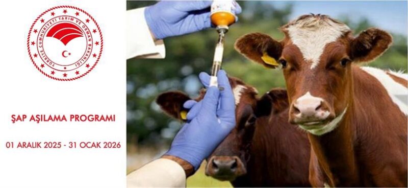 İlimizde 2026 Yılı Şap Aşılama Programı 1 Aralıkta Başladı