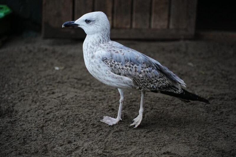 BÜYÜKŞEHİR’İN ŞEFKAT ELİYLE YENİDEN HAYAT BULUYORLAR