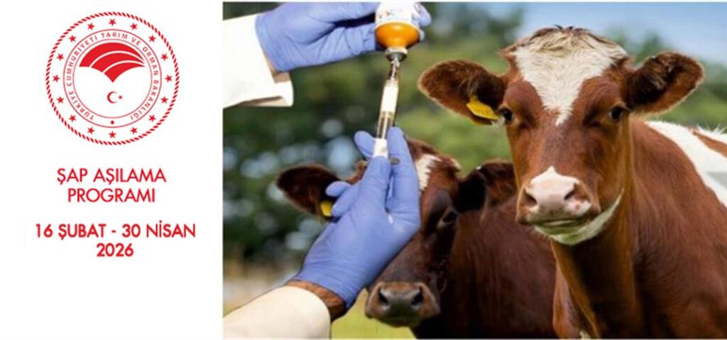 İlimizde İlkbahar Şap Aşılama Programı Başladı