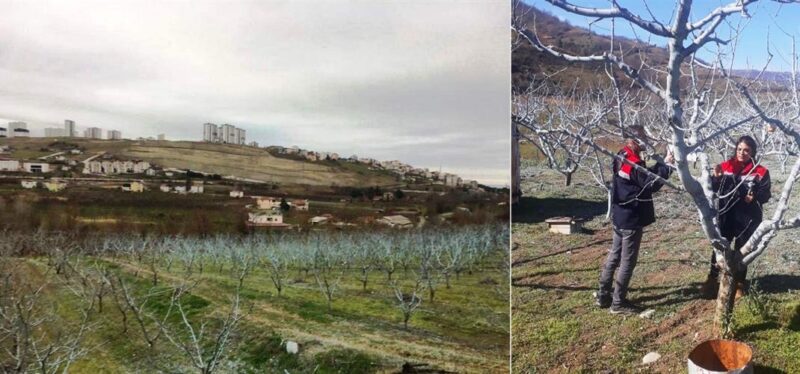 Değerli Üreticilerimiz Bordo Bulamacı Uygulama Zamanını Kaçırmayalım!