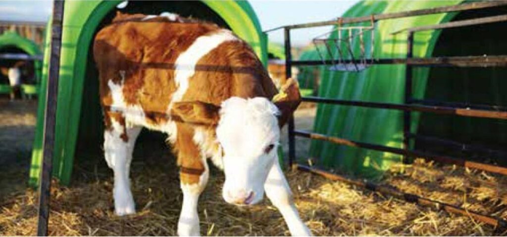 Buzağı Bakım, Besleme ve Sağlık Kontrolleri Hakkında Bilgilendirme