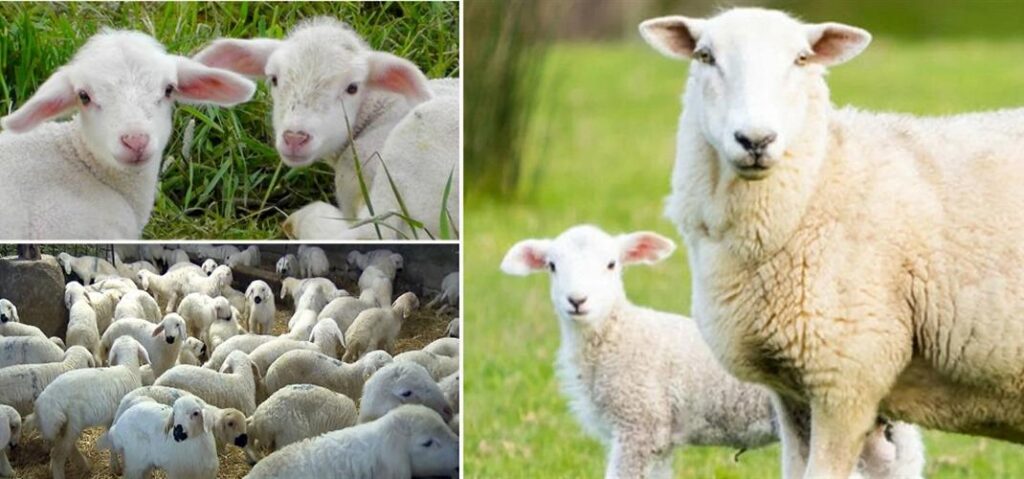 Kuzu Bakım, Besleme ve Sağlık Kontrolleri Hakkında Bilgilendirme