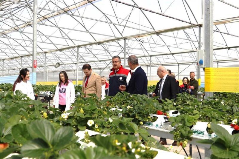 İl Müdürü Kemal Yılmaz Bafra Sera OTB’yi İnceledi