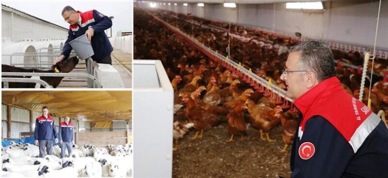 Bafra’da Organik Hayvancılığa Yerinde İnceleme