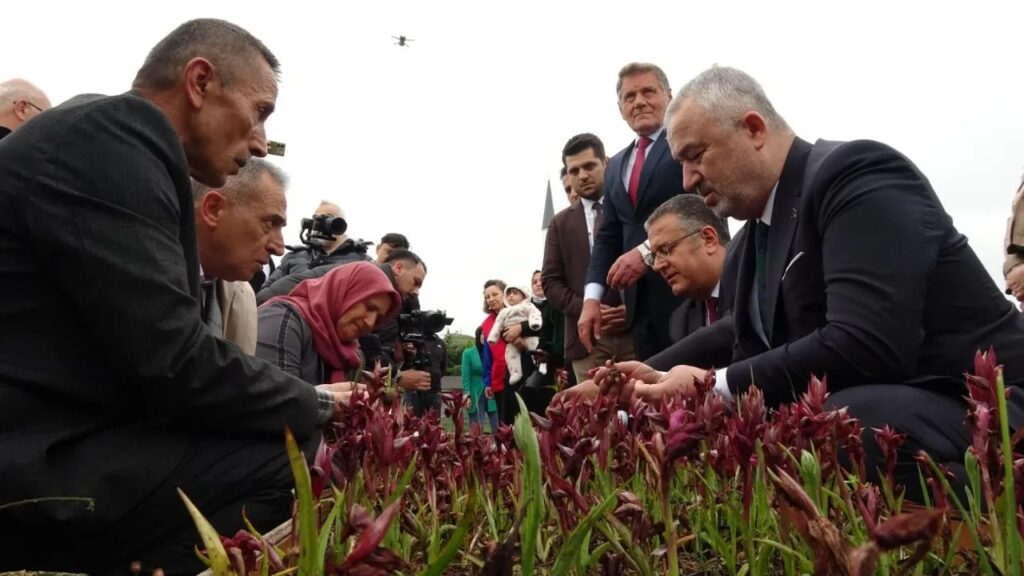 Samsun’da Salep Üretimi Büyüyor 4. Salep Hasat Etkinliği 19 Mayıs’ta gerçekleşti