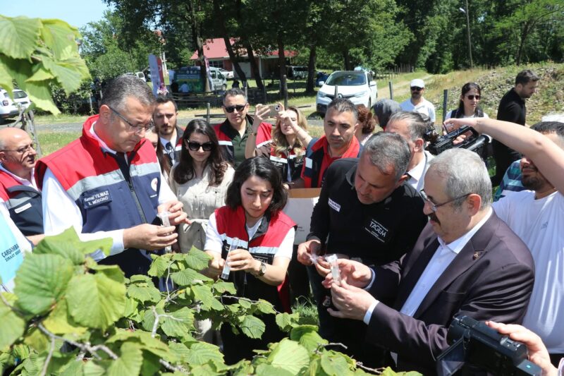 KAHVERENGİ KOKARCA MÜCADELEDESİNDE SAMURAY ARILARI İŞ BAŞINDA