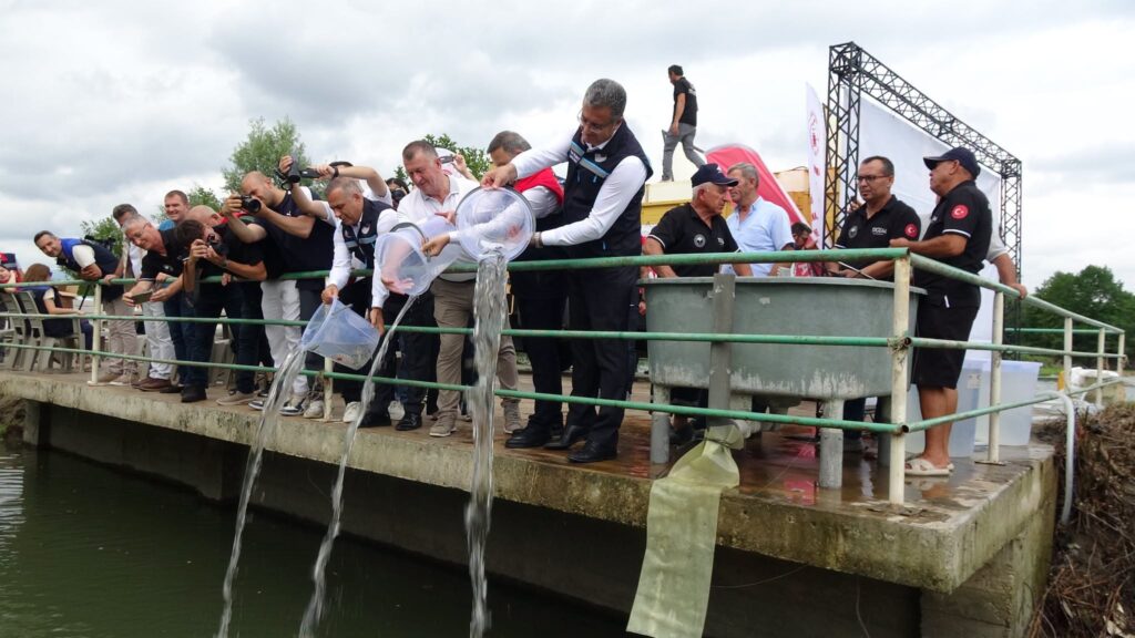 SAMSUN’DA 30 BİN MERSİN BALIĞI YAVRUSU YEŞİLIRMAK’A BIRAKILDI