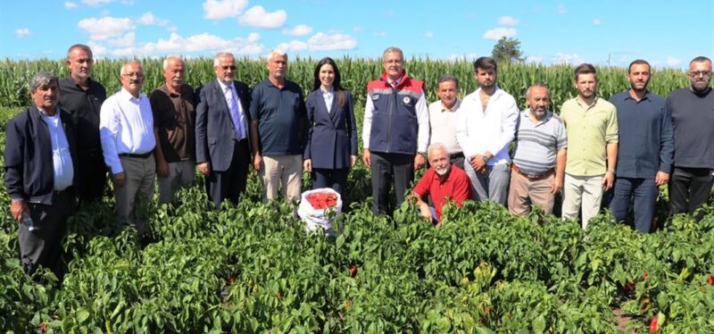 Bafra Ovası’nda Kapya Biber Hasadı Başladı
