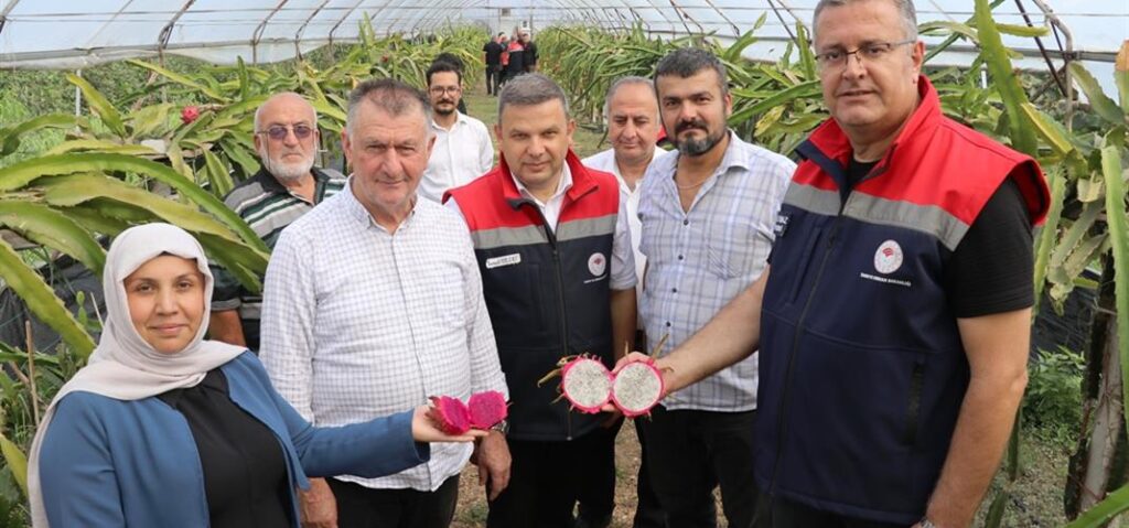 Çarşamba’da Alternatif Üretimin Başarılı Örneği: Ejder Meyvesi